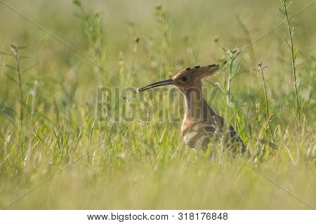 Eurasian Hoopoe (upupa Epops) Holding Worm In Beak