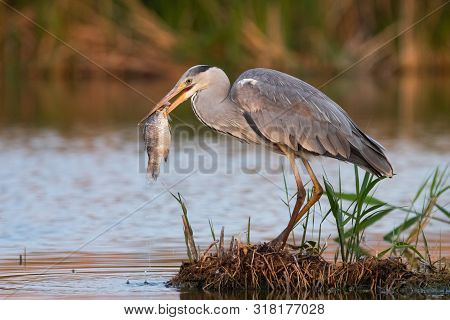 Grey Heron Has Caught The Fish In Swamp. Bird Behavior In Natural Habitat.
