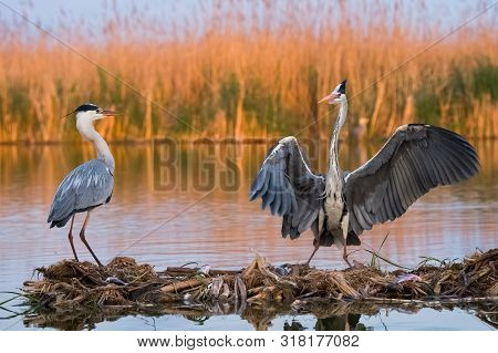 Grey Heron (ardea Cinerea) In Natural Habitat.
