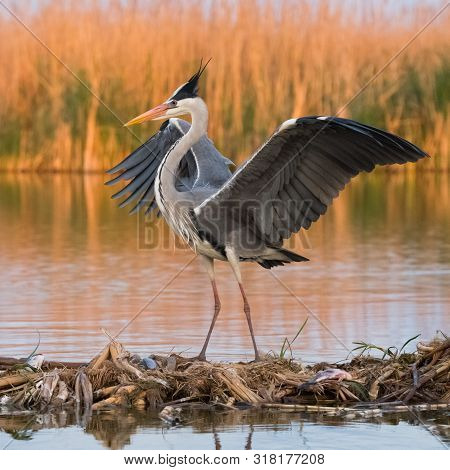 Grey Heron (ardea Cinerea) In Natural Habitat.