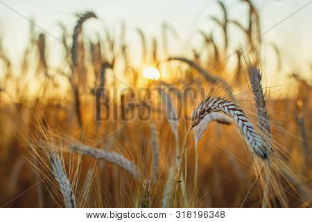 Spelled (triticum Spelta). Grain. Cereal, Species Of The Genus Corn (triticum). Beautiful Sunset Wit