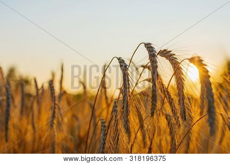Spelled (triticum Spelta). Grain. Cereal, Species Of The Genus Corn (triticum). Beautiful Sunset Wit