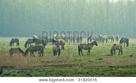 Cavalli selvaggi in primavera