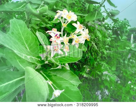 Close-up Crown flower (Calotropis Gigantea), beautiful purple flower blossom on tree with green natu