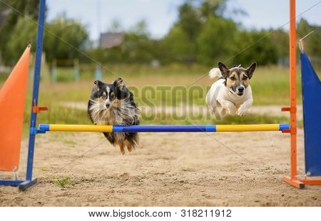 Two Dogs Are On The Agility Field.