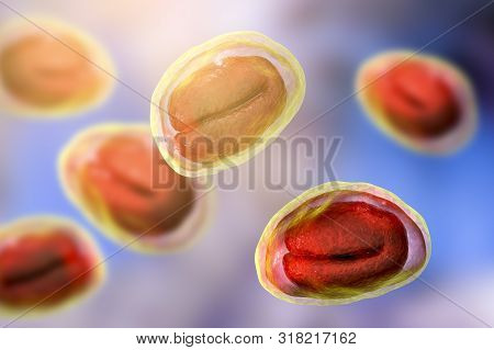 Eggs Of Helminths Enterobius Vermicularis Containing Worm Larva. Threadworm Which Cause Enterobiasis
