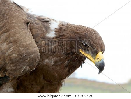 Steppe eagle on a sky background  Ã¢?? Aquila nipalensis