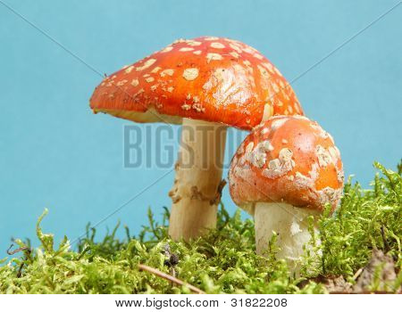 飞木耳