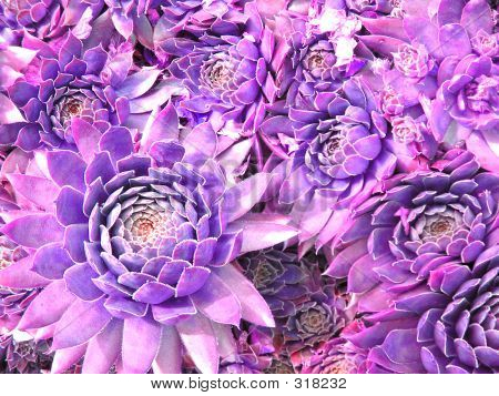 Purple Kaktus