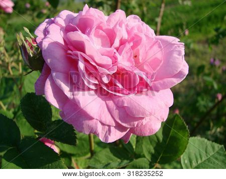 Teahouse Roses. Beautiful Flowers Of Teahouse Roses In A Garden Bed