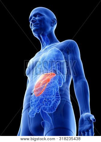 3d rendered medically accurate illustration of an old mans liver