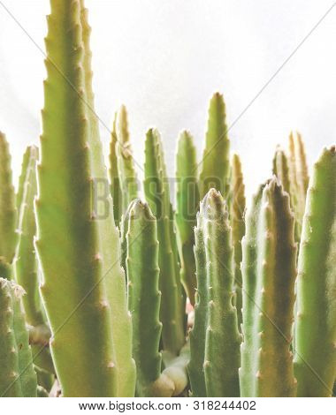 Stapelia Nobilis - Home Succulent Plant Closeup Shot