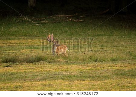 European Fallow Deer (dama Dama) Majestic Powerful Adult Fallow Deer.
