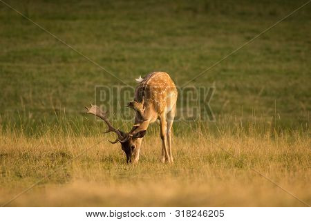 European Fallow Deer (dama Dama) Majestic Powerful Adult Fallow Deer.