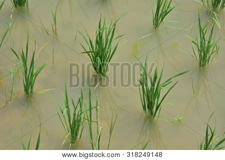Typical Terrace Paddy Fields With New Planted Plants Growing In The Water And Mud