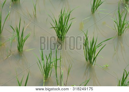 Typical Terrace Paddy Fields With New Planted Plants Growing In The Water And Mud