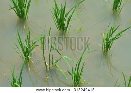 Typical Terrace Paddy Fields With New Planted Plants Growing In The Water And Mud