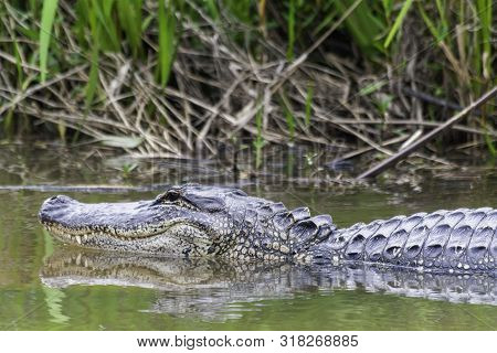 Alligator Swimming In The Swamp Above The Water Closeup In Texas
