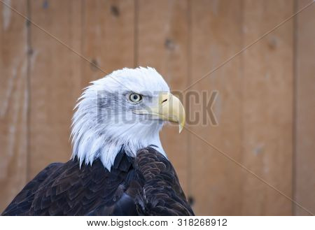 Bald Eagle Bird Up Close In Utah
