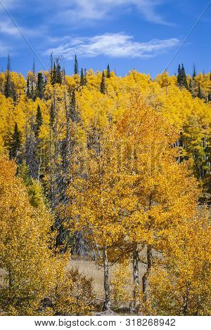 Duck Creek Autumn Aspens And Blue Sky In Southern Utah