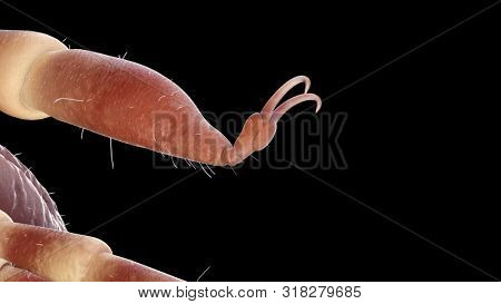 3d rendered illustration of a hyalomma tick 