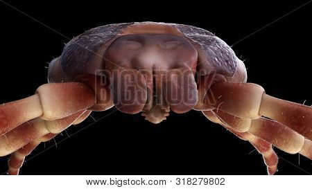 3d rendered illustration of a hyalomma tick 