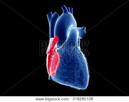 3d rendered medically accurate illustration of the right atrium