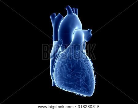 3d rendered medically accurate illustration of the human heart