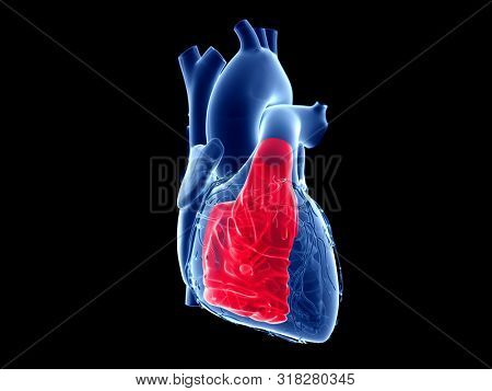 3d rendered medically accurate illustration of the right ventricle