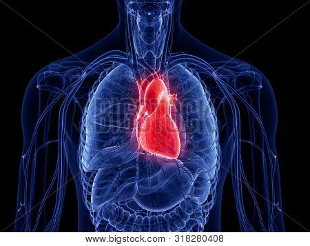 3d rendered medically accurate illustration of the human heart