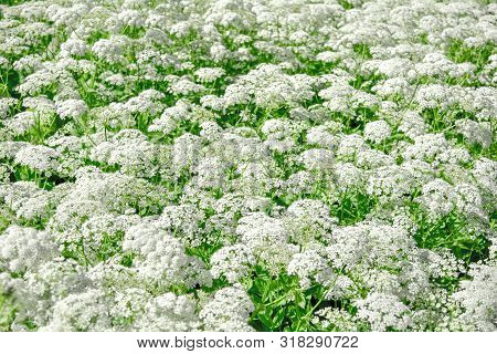 View Of Meadow White Flower Of Aegopodium Podagraria L. Called Ground Elder, Herb Gerard, Bishop Wee