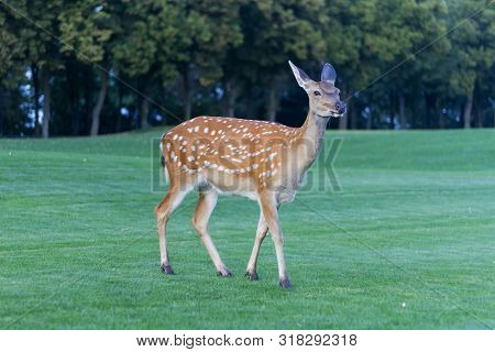 Sika Deer Stands In A Beautiful Clearing