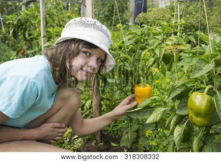 Girl In A Hat Near The Garden With Yellow Pepper