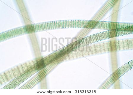 Filamentous Of Cyanobacteria (oscillatoria) Under Microscopic View For Education In Laboratory.