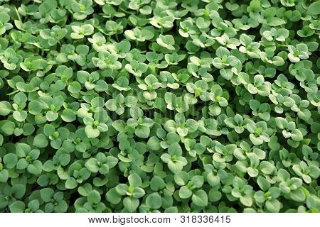 Chickweed , Stellaria Media. Young Taste Very Gently With Flavor Of Nuts. You Can Use Them In Fresh 