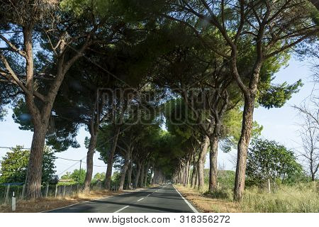 Scenic Driving On New Via Appia Road S7 With High Green  Mediterranean Pine Trees Connected Rome, La
