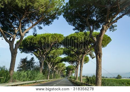 Scenic Driving On New Via Appia Road S7 With High Green  Mediterranean Pine Trees Connected Rome, La