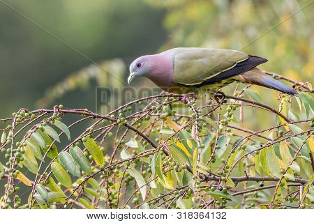 Treron Vernans-the Pink-necked Green Pigeon Perched And Resting