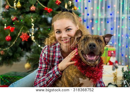 Merry Christmas And Happy New Year. Charming Blonde Girl With A Dog American Staffordshire Terrier C