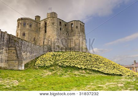 Warkworth slot med påskeliljer