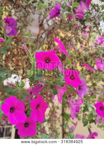Beautiful Bright Pink Flowers Of Petunia (surfinia). Close-up Photo