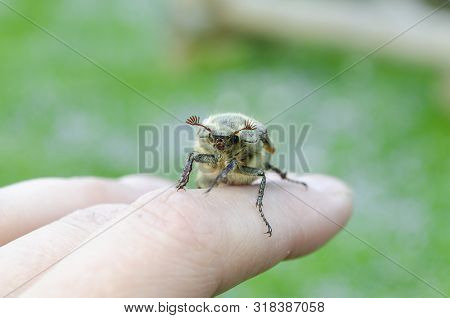 Maybug Sits On A Palm On A Green Background. Melolontha Melolontha Big Pest In The Garden, Eating Tr