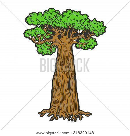 Baobab Monkey Bread Tree Color Sketch Engraving Vector Illustration. Scratch Board Style Imitation. 