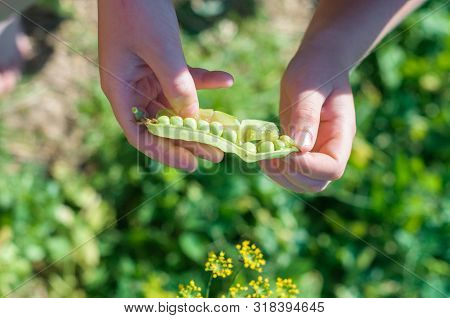 Portrait Of Child Girl Eating Pea Pod Outdoors. Girl Harvesting Peas In Garden Summer. Helthy Eating
