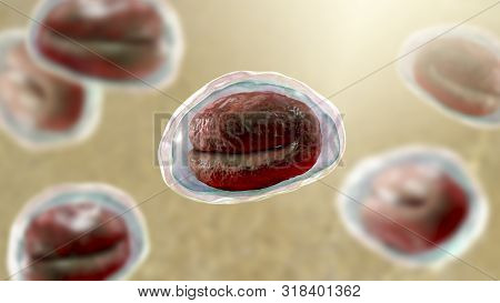 Eggs Of Helminths Enterobius Vermicularis Containing Worm Larva. Threadworm Which Cause Enterobiasis