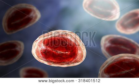 Eggs Of Helminths Enterobius Vermicularis Containing Worm Larva. Threadworm Which Cause Enterobiasis