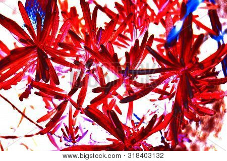 Fantasy Dark Red Succulent Plant, Algeria, Africa