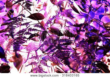A Fantasy Shrub Of Purple And Violet Leaves
