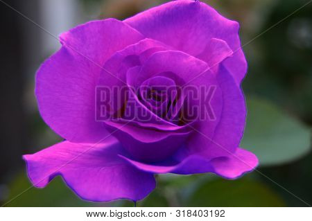 A Beautiful Mauve Rose In The Garden