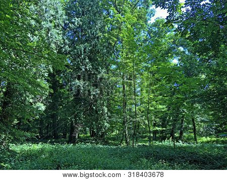 Draskovic Castle Park Or Park Oko Dvorca Blahimir Ili Perivoj Dvorca Draskovic - Bozjakovina, Croati